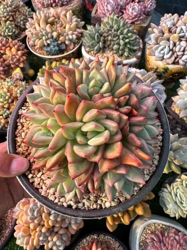 多肉植物香槟缀化