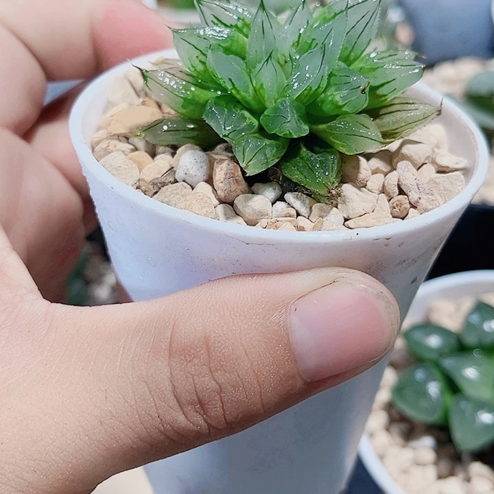 西亚姬新手好养的