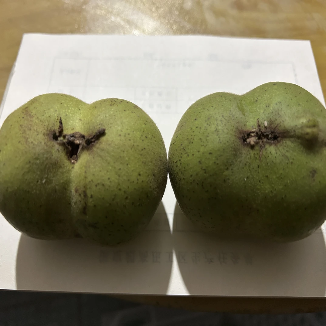 大粗筋半臂,大粗筋纹路粗狂,筋粗,顶部米字型,克重重