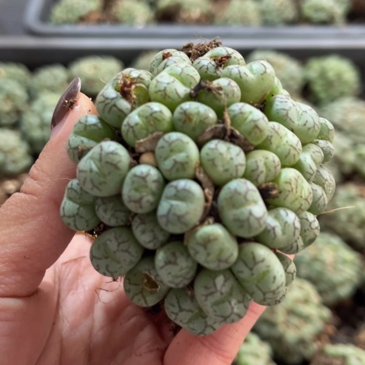 一颗猴脸群888888888888