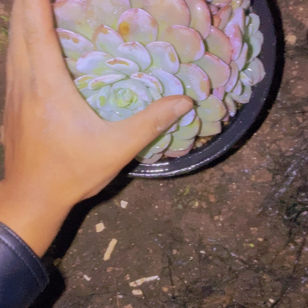 老***巷谢啥啊这不是要给人添烦恼么哈啊那