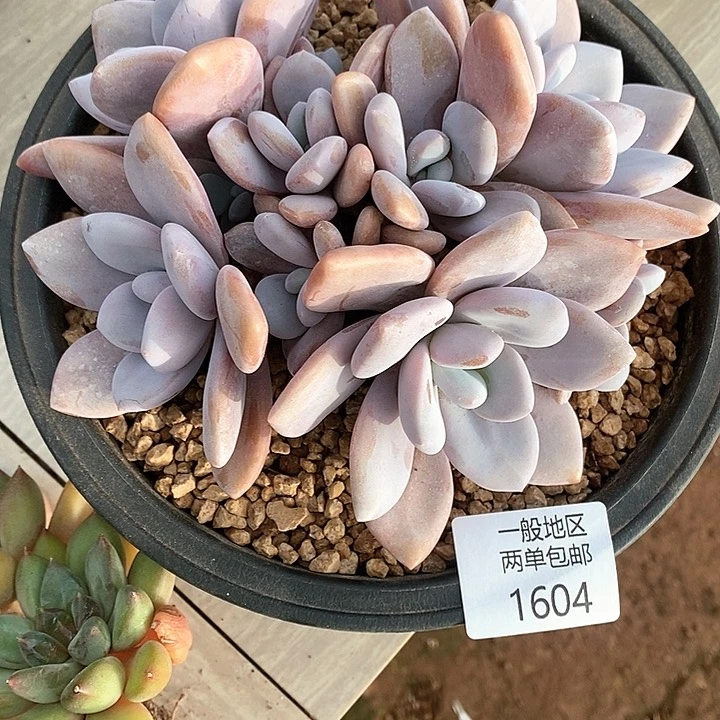 【闪购商品】1604多肉植物盆栽