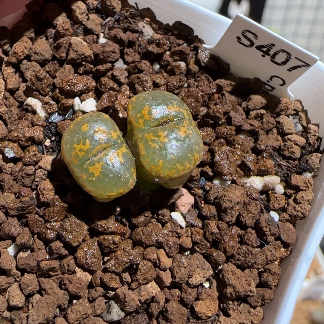 肉锥多肉植物组合-k勋1339