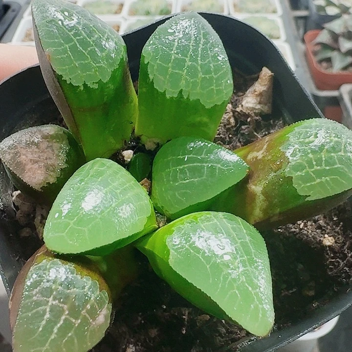 无花朵十二卷 实生寿特选。 福利
