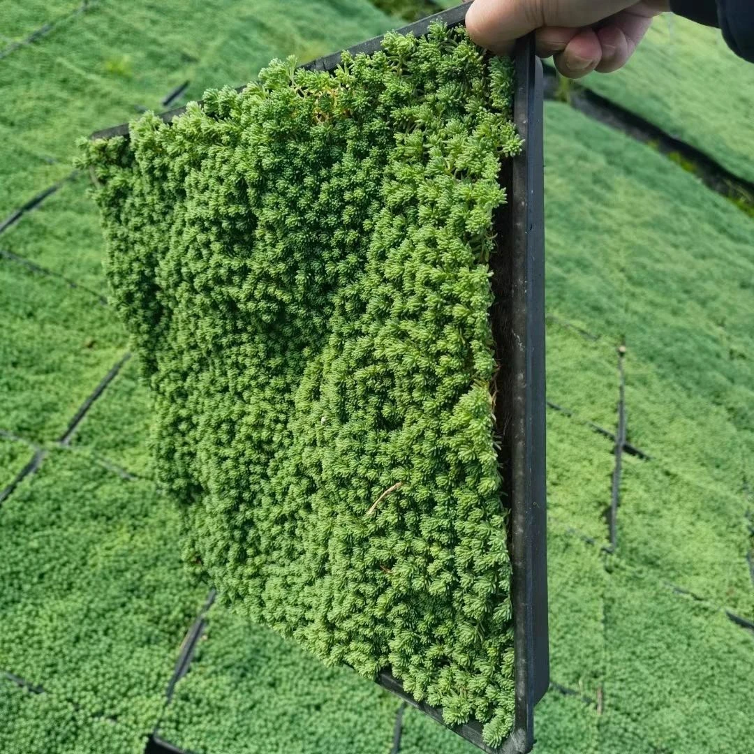 薄雪万年草中华景天庭院绿化耐寒观叶植物多年生地被