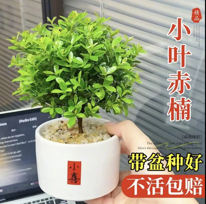 小叶赤楠室内造型盆景精致盆栽金丝楠木好养护绿植摆件易生长开花