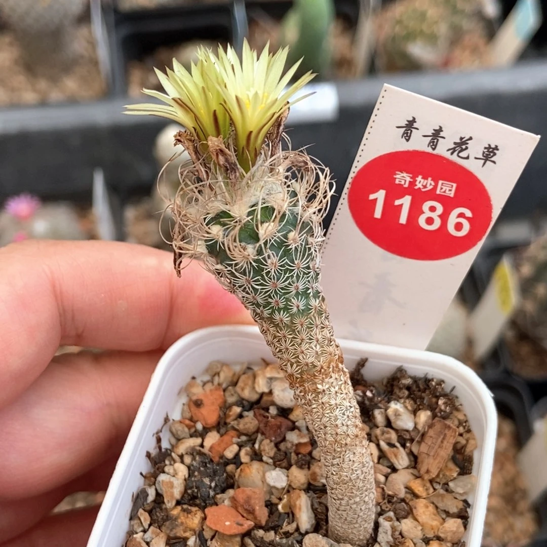 实生迷你牧师一颗仙人球