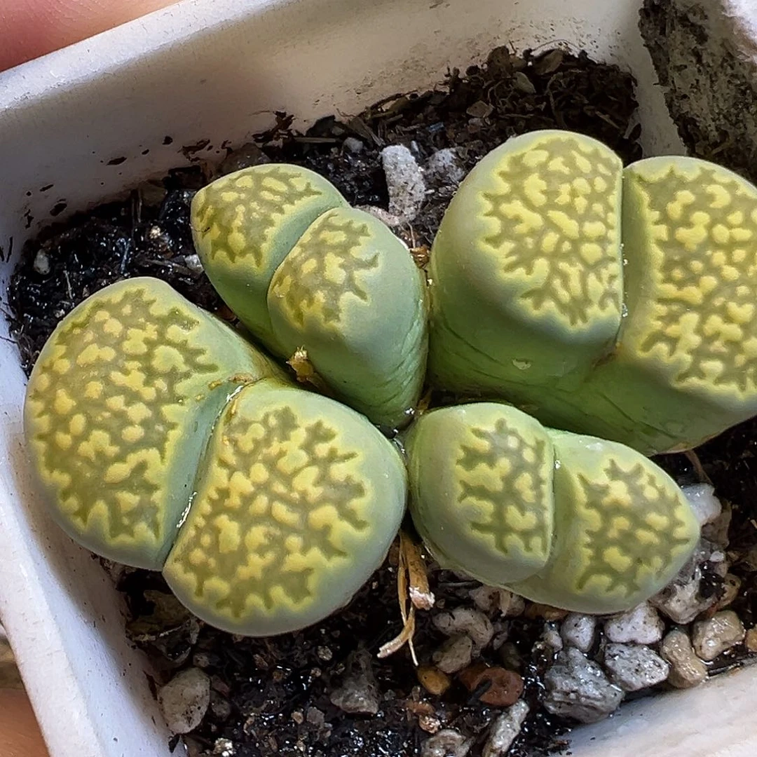 522多肉植物种类多样