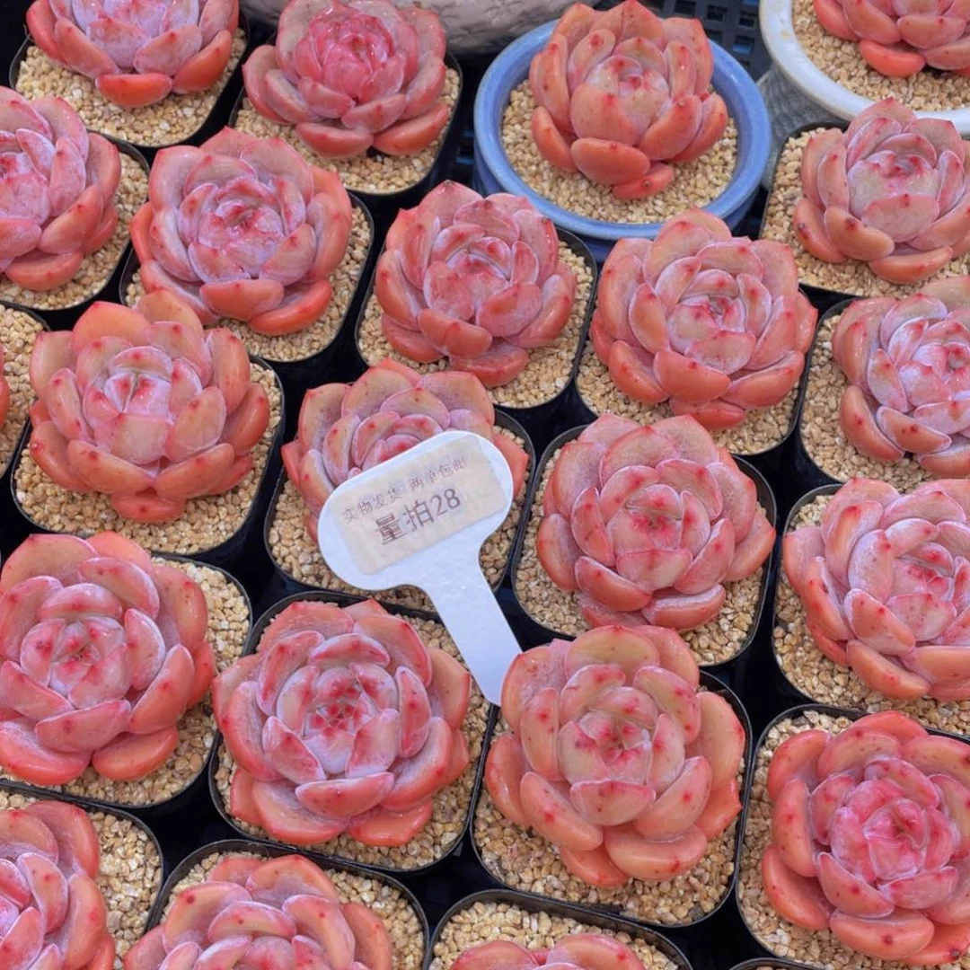 量拍28号果冻包包韩橙单头一个