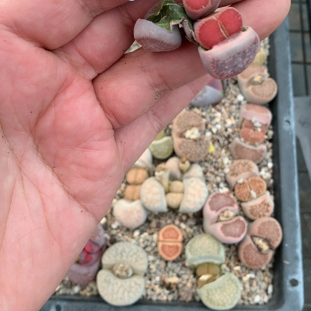 这**李D79多肉植物保护研究所