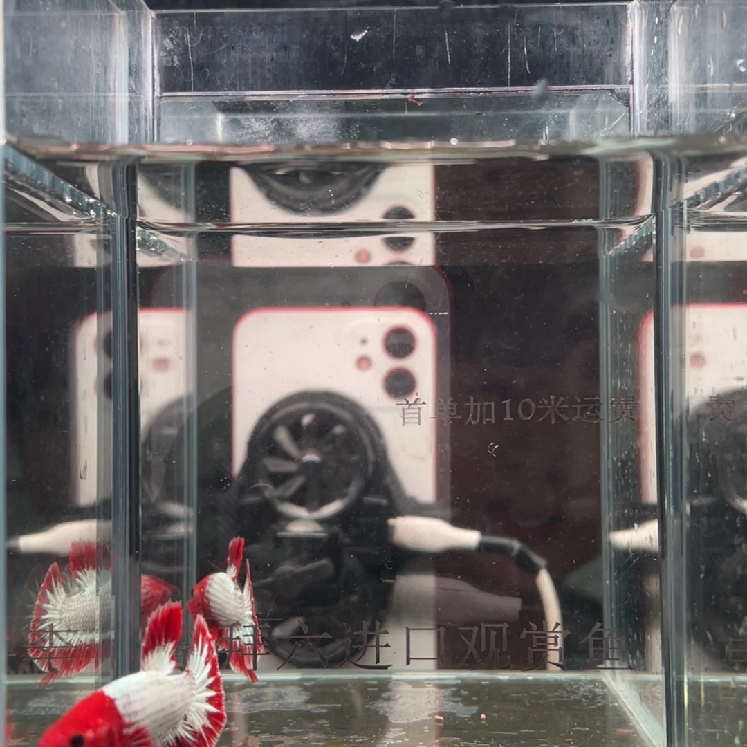 斗鱼精品印尼斗鱼96