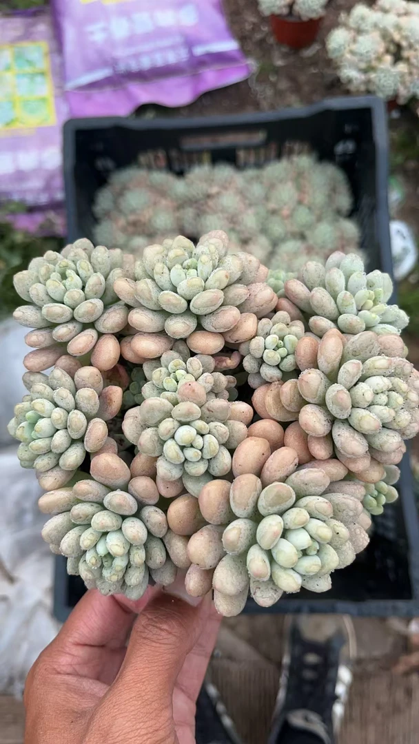 洛可可（鱼子酱） 多肉植物 易养活 栽种养护 带盆土发货