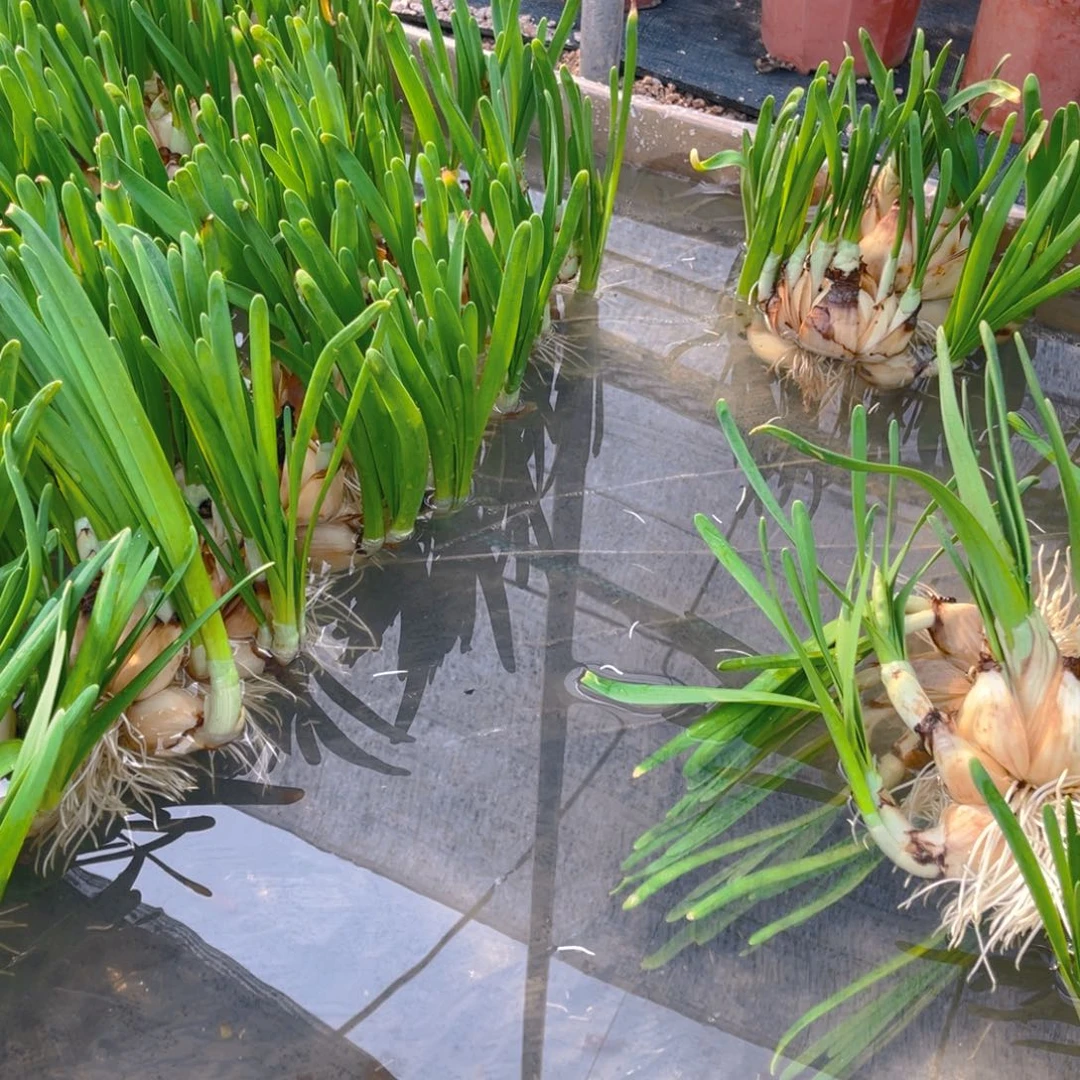 8寸红盆➕3个复瓣花王