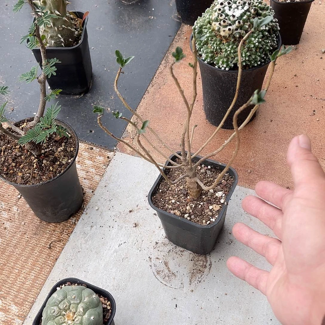 实生厚敦菊一物一拍