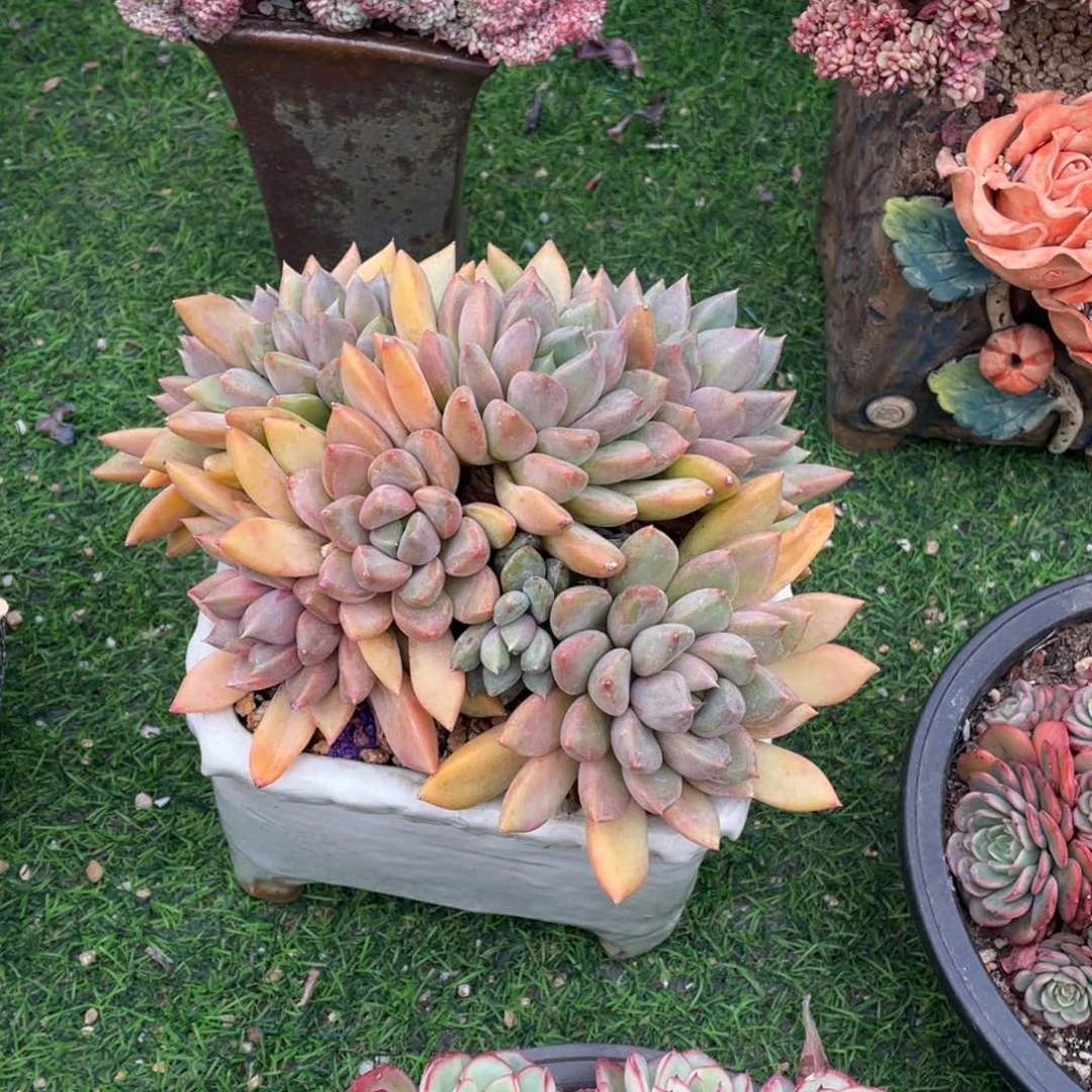 豆总多肉红象牙群