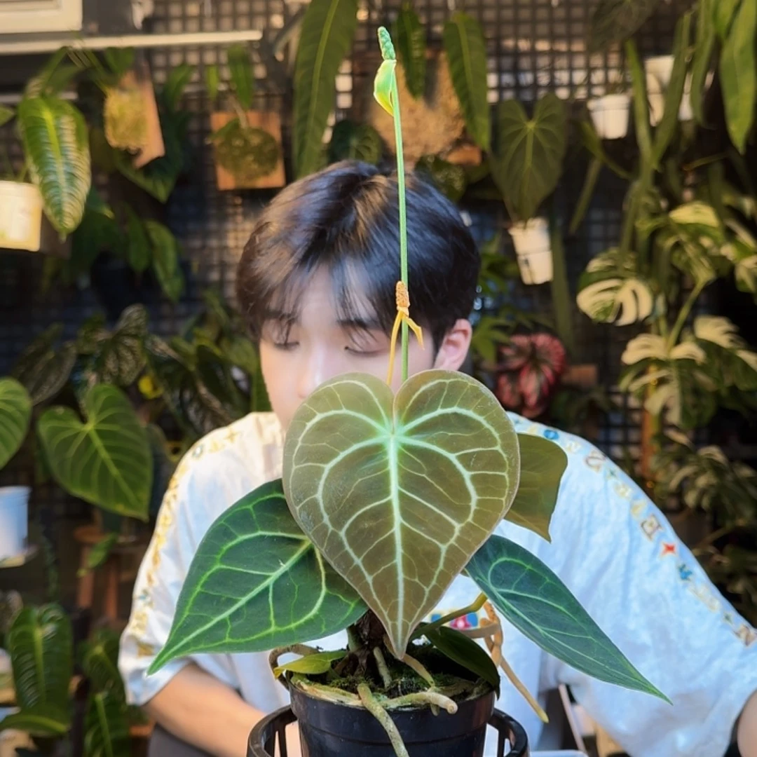 飘***莲完全开放一物一拍I114
