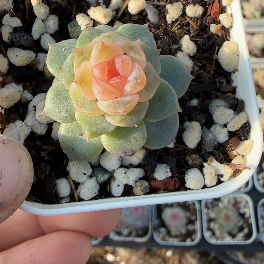 多肉小卡拉米糖心一物一拍