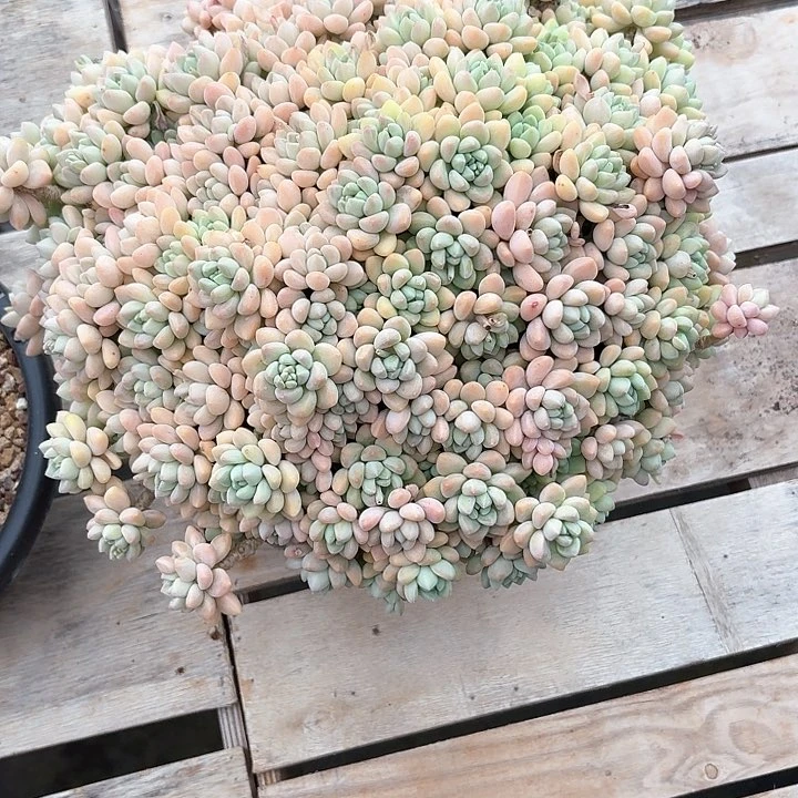 噢****星定向奶酪蛋糕多肉0000000