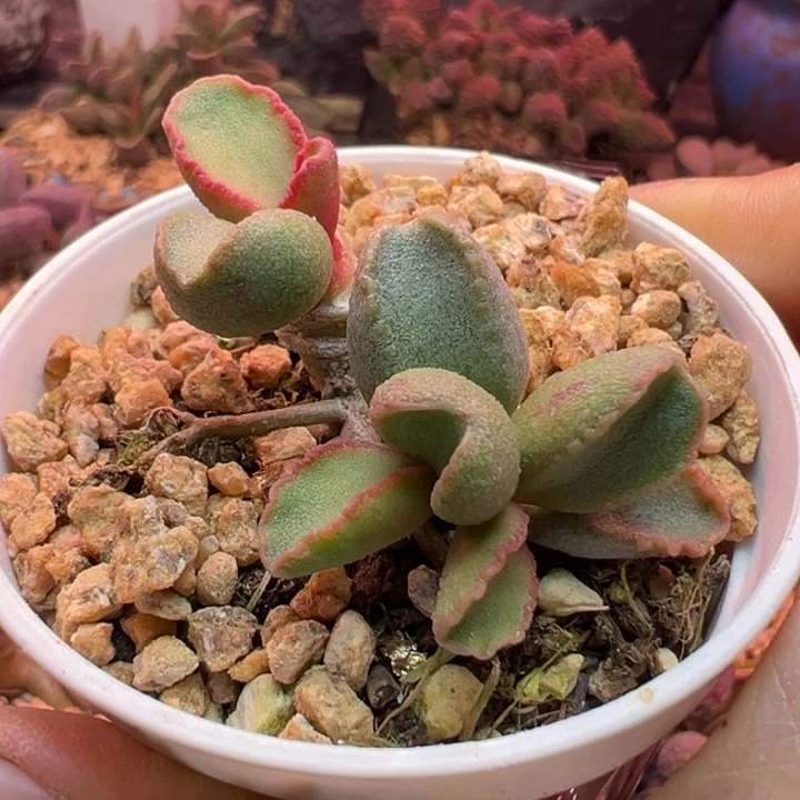 一物一拍，感谢支持
