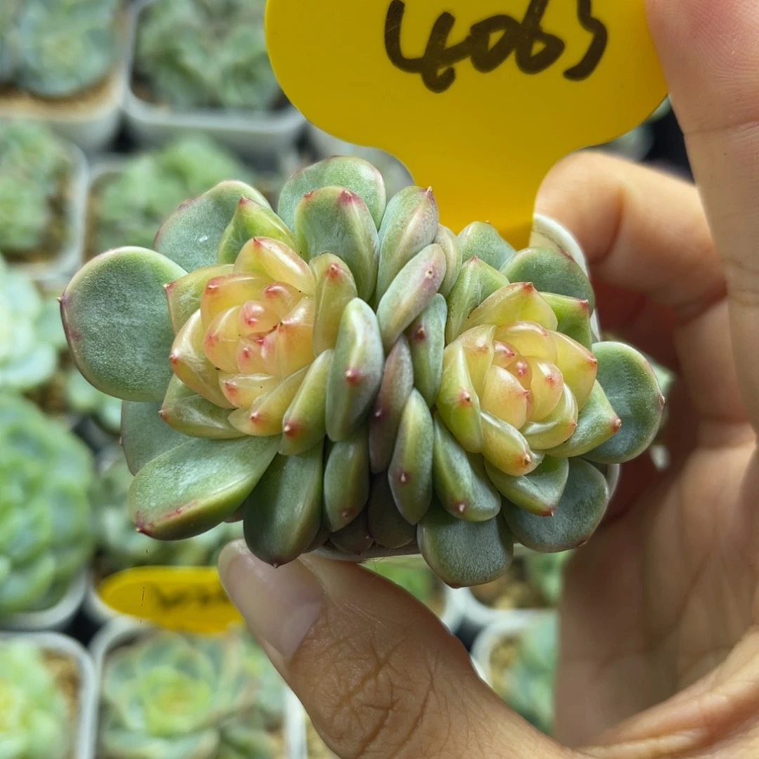 母本荔枝甜心双头4063