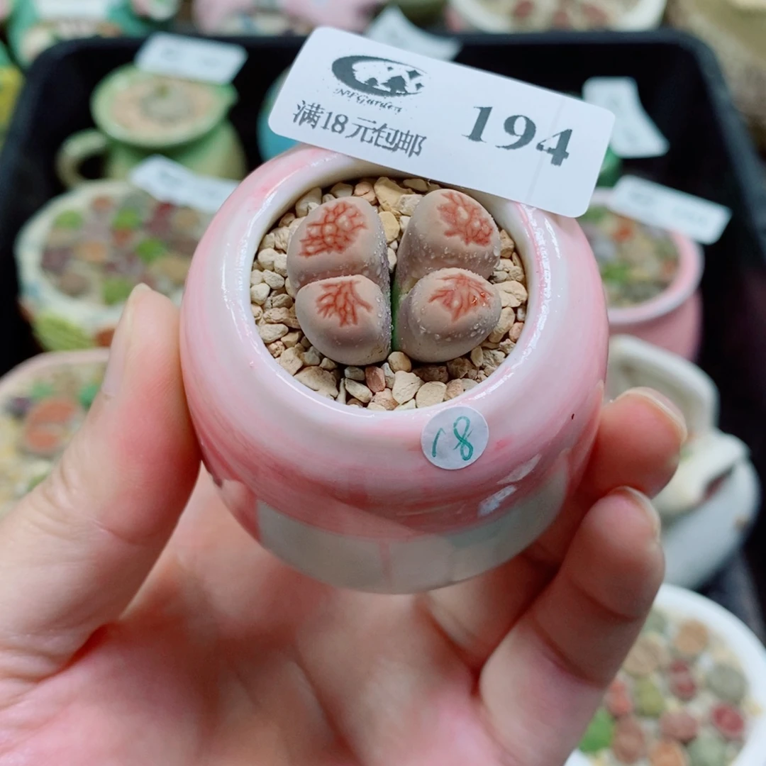 生石花花花花花花花194