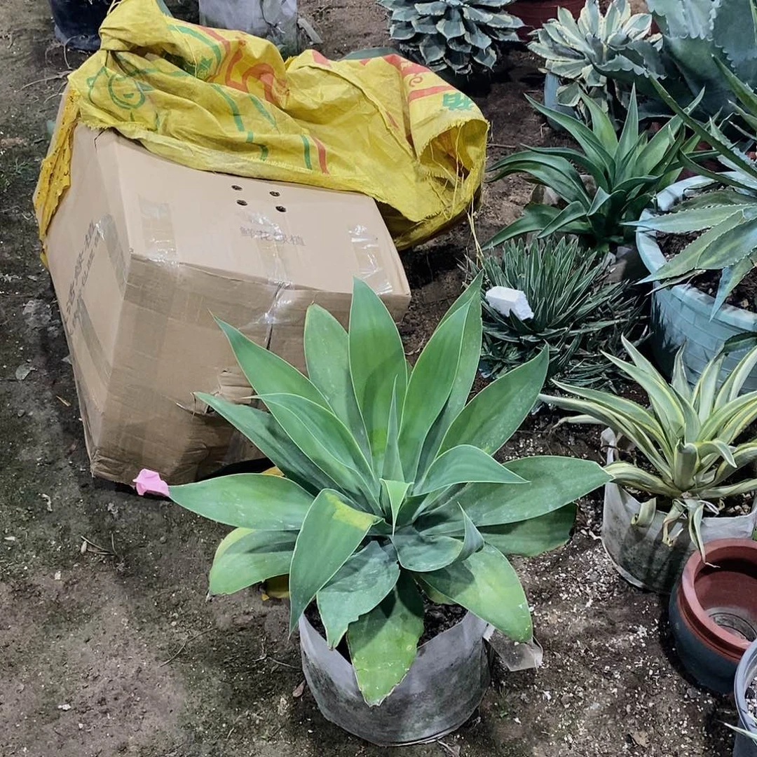 高杆狐尾龙舌兰冠幅50公分左右杆高12公分左右一物一拍