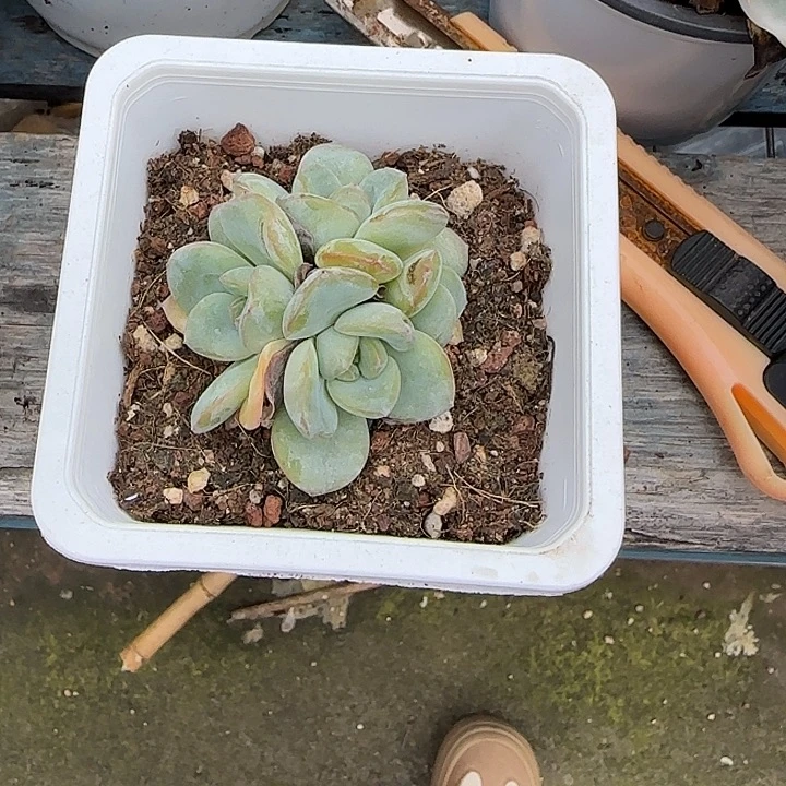 青蛙王子儿童牙膏套装。