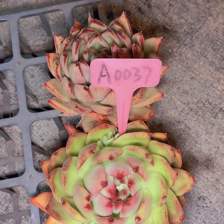 凤冬云两颗A0037