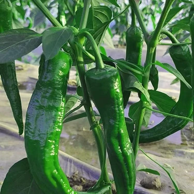 优选固始老品种辣椒农户自种薄皮头茬辣椒【中辣】