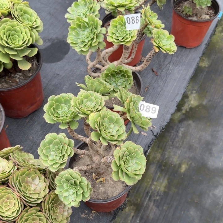 七***后多肉植物生长089086