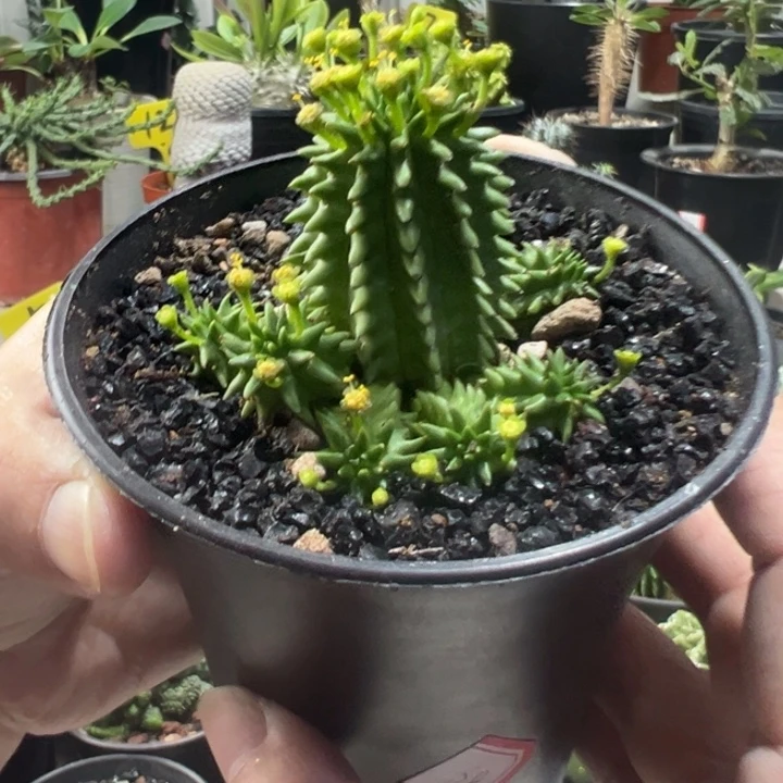 群生海胆大戟带盆11111111111