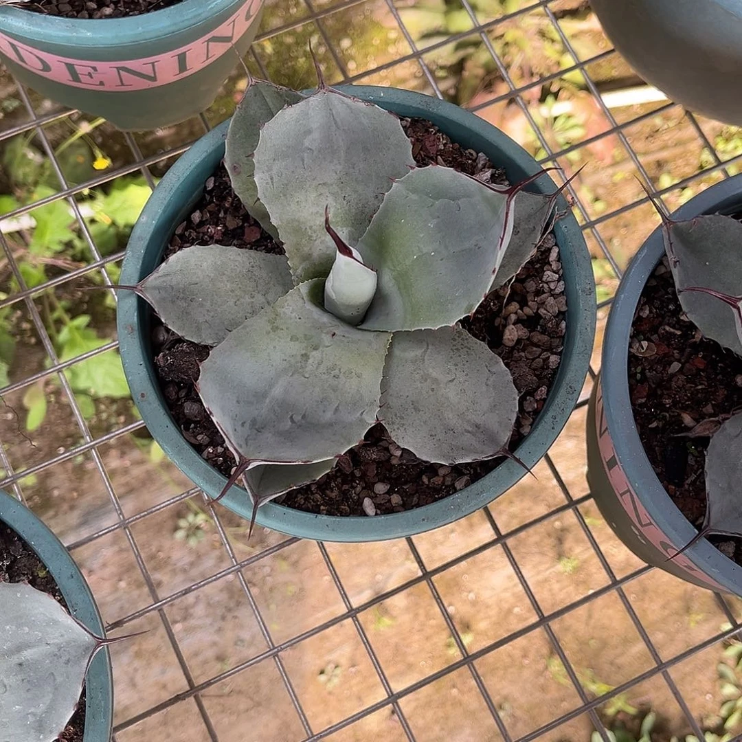 苍***呀福克斯龙舌兰花卉绿植