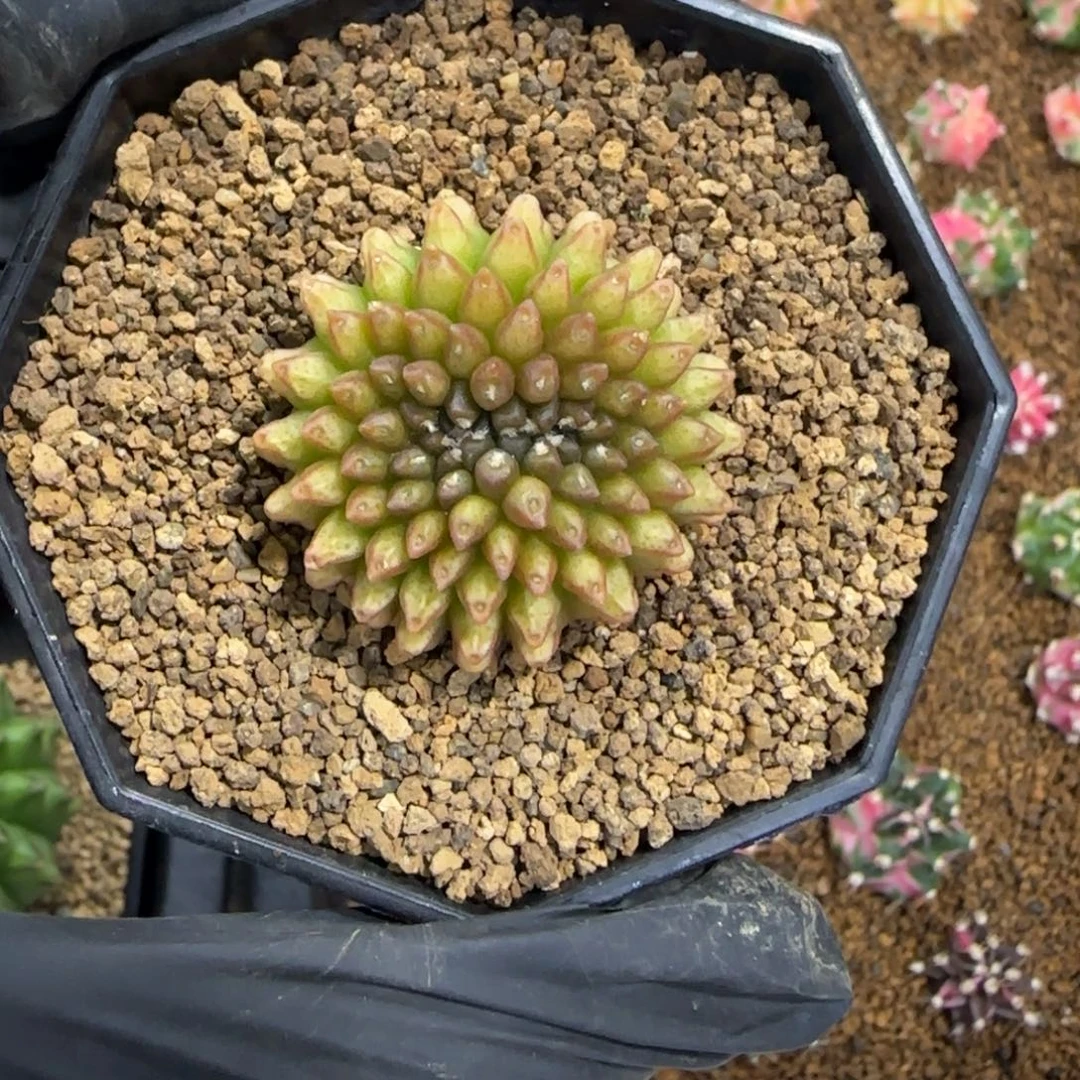 泰系实生貘缀化带盆土发货