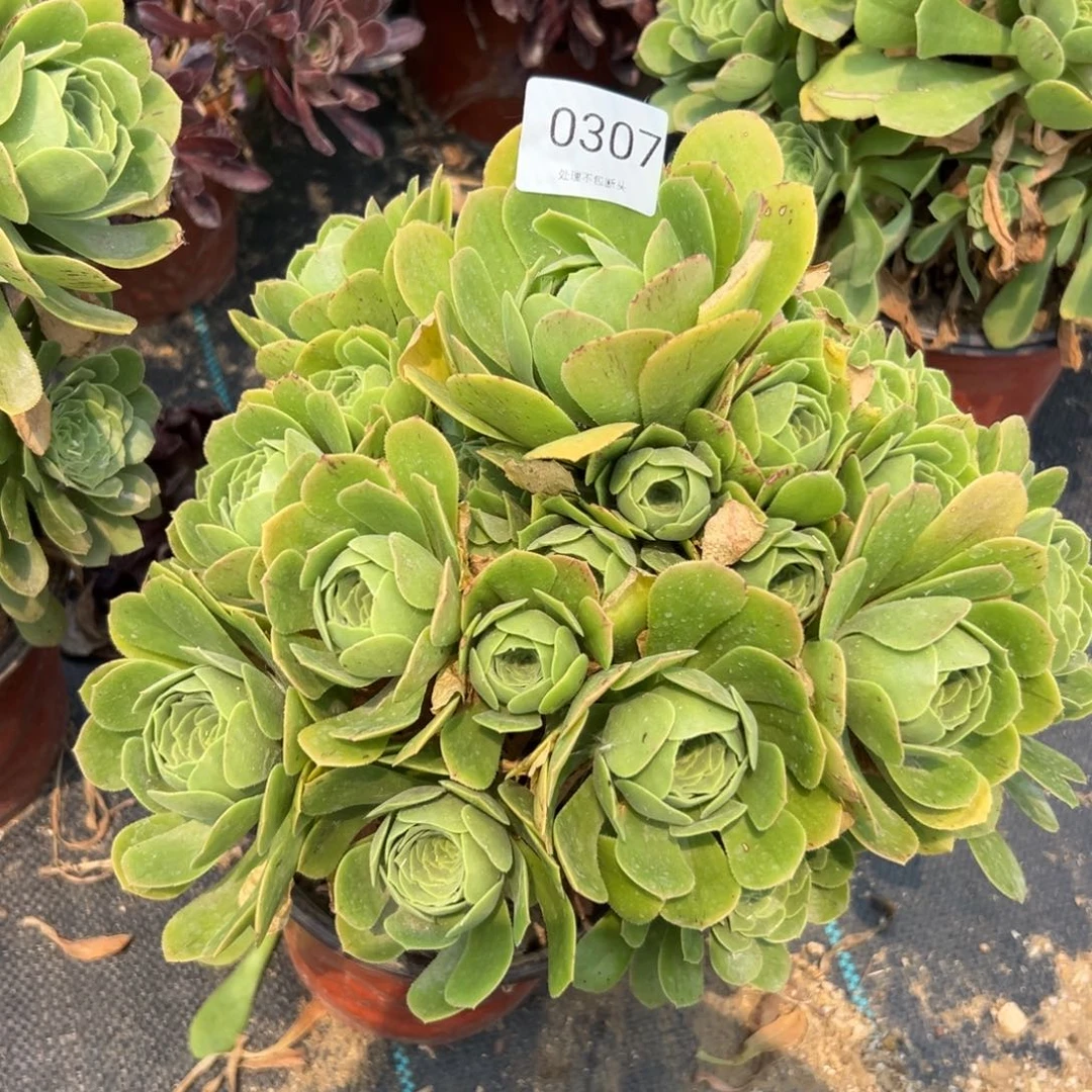 307多肉  绿玫瑰