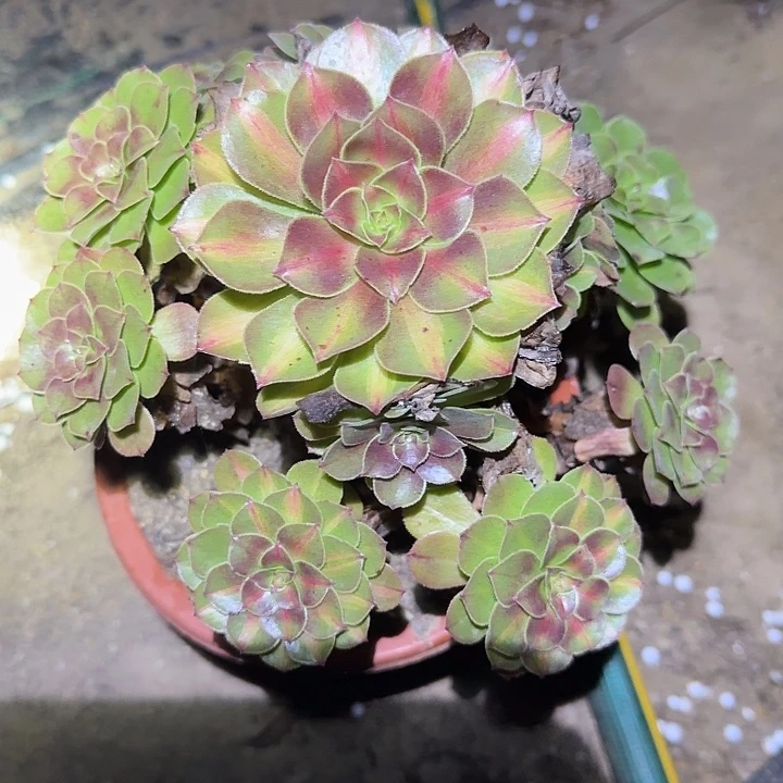精品海王七彩福利25