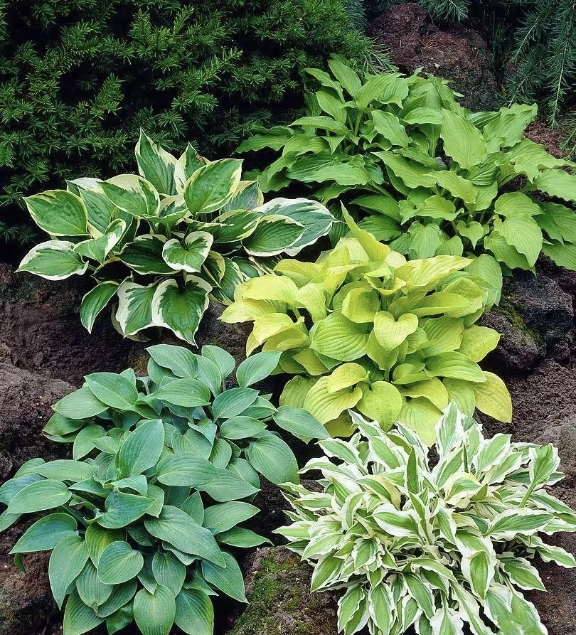 [品种玉簪] 1加仑大盆 四季常青叶花叶金叶玉簪花盆栽庭院花园