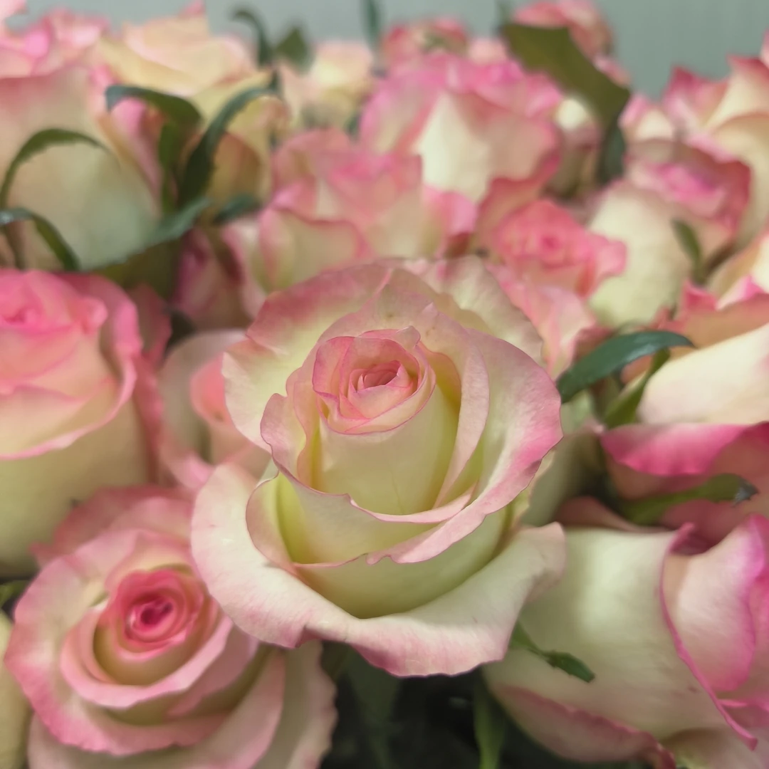 爱莎玫瑰十支装款