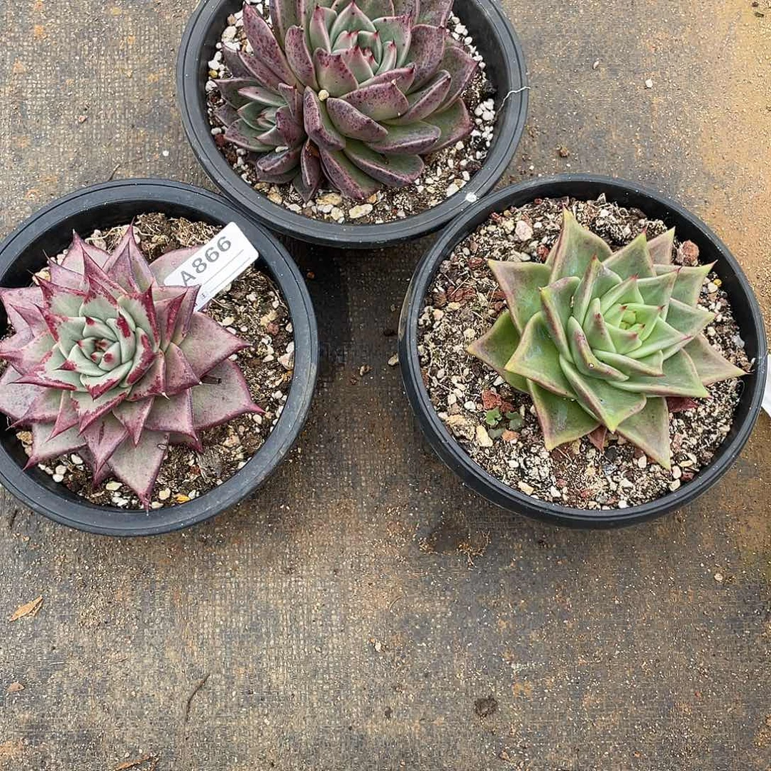 若如东云组拍A866