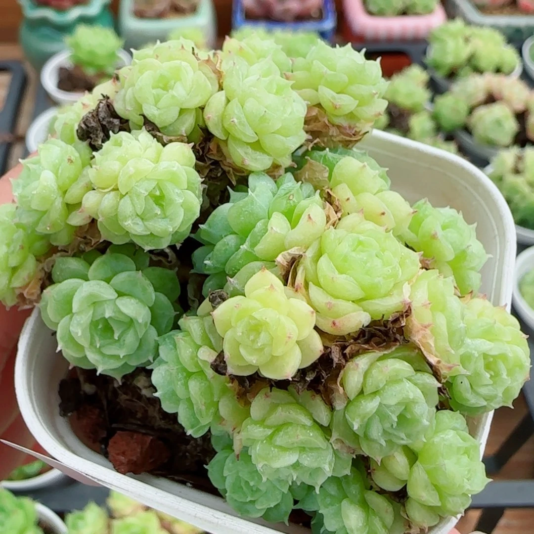 花语逸镜0915-39整