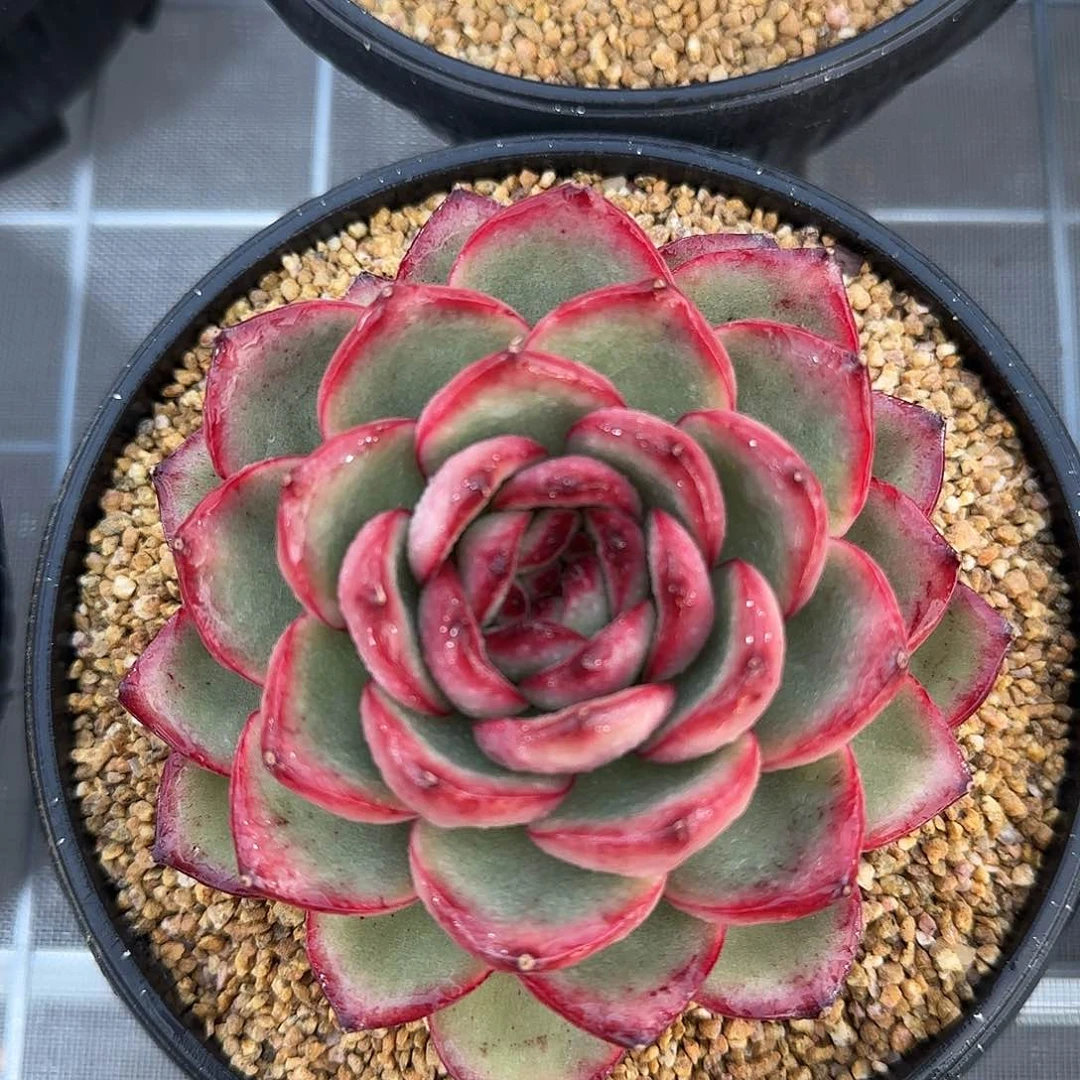 从前慢甄选多肉编号万宝龙