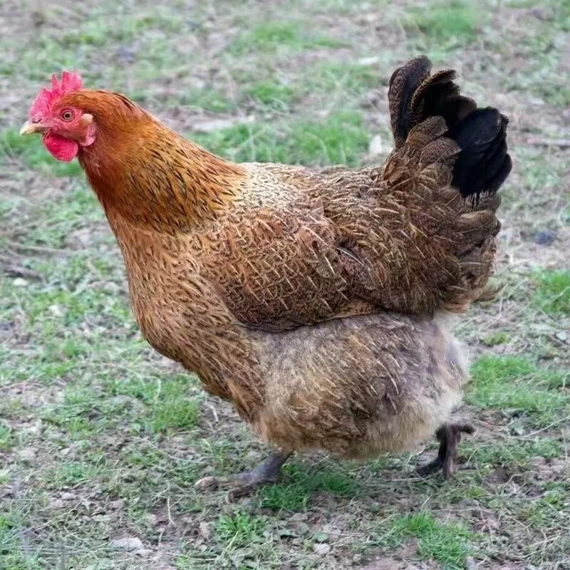 红瑶麻羽鸡单只两斤重3只送1只（宠物观赏鸡包邮）