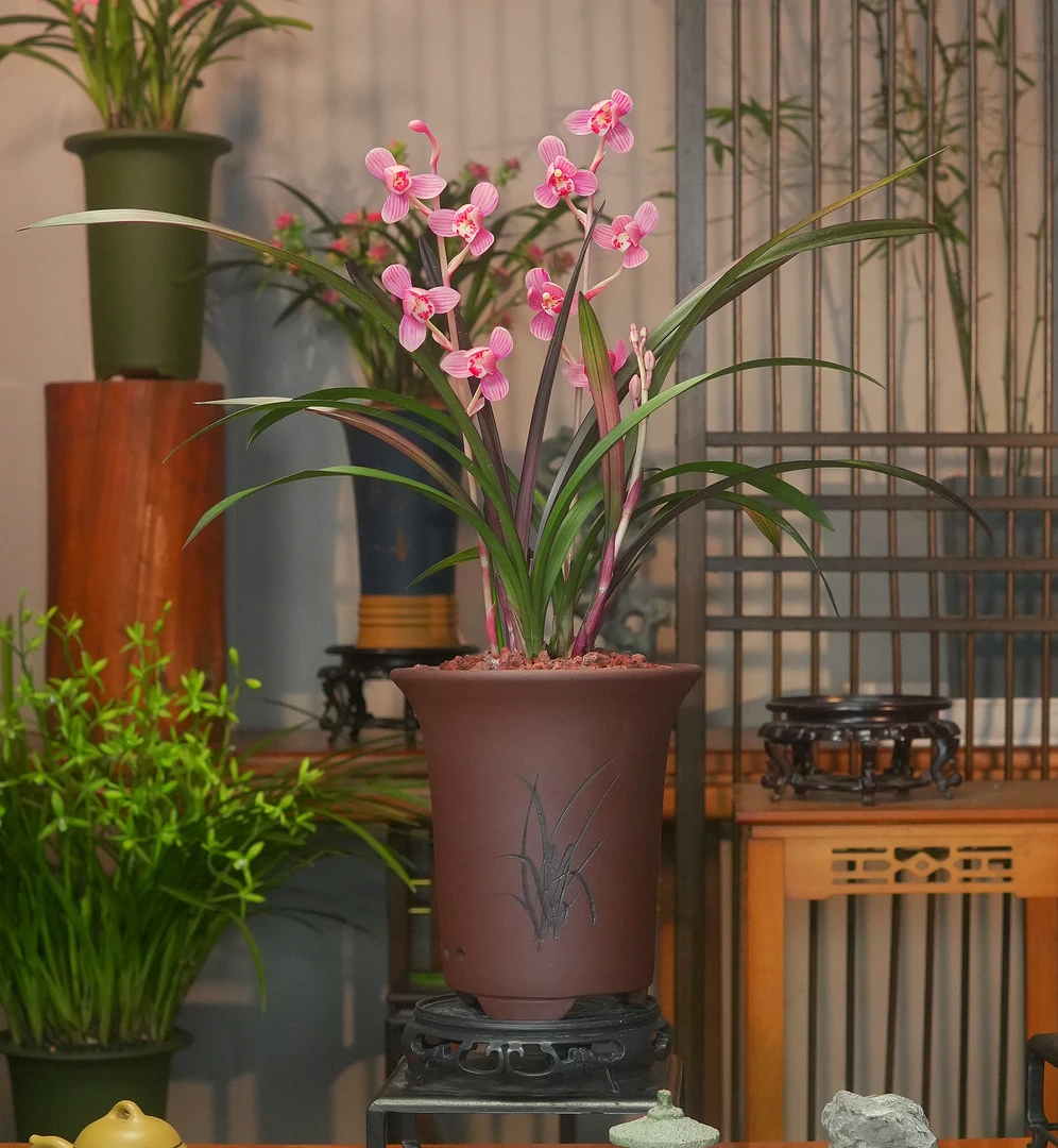 高端精品兰花 兰花红草红荷 吉祥紫砂花盆 浓香好养盆栽