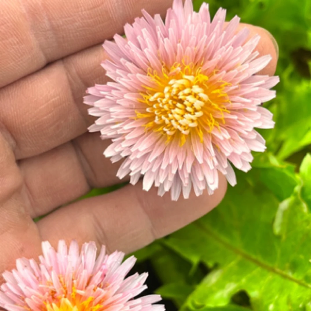 粉色绯红蒲公英白花蒲公英稀有多年生宿根植物可老桩提根盆景苗