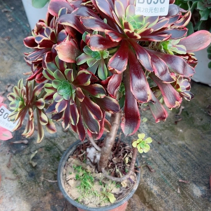 36欧嘉了多肉植物