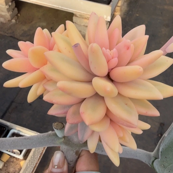 钻石溜溜球锦腹欧锦