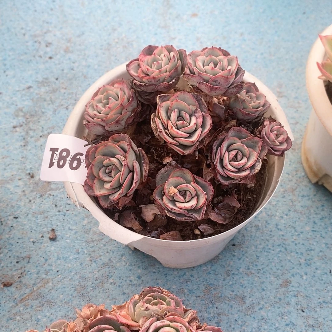 ～**?981黄桃多肉