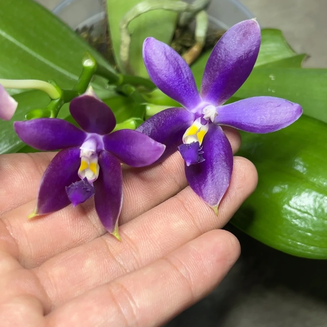 完全开放l338三寸ys1199