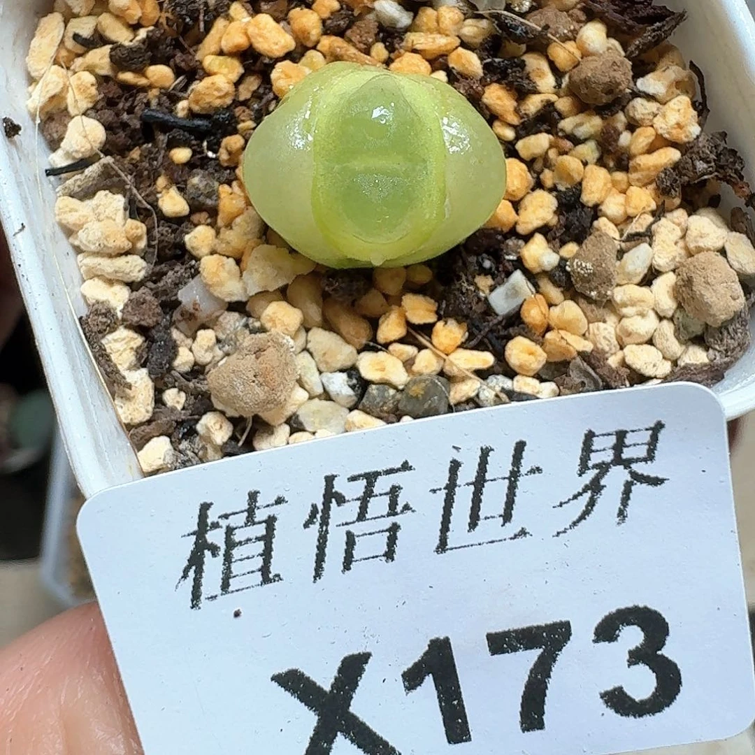 173号多肉植物哇fv b