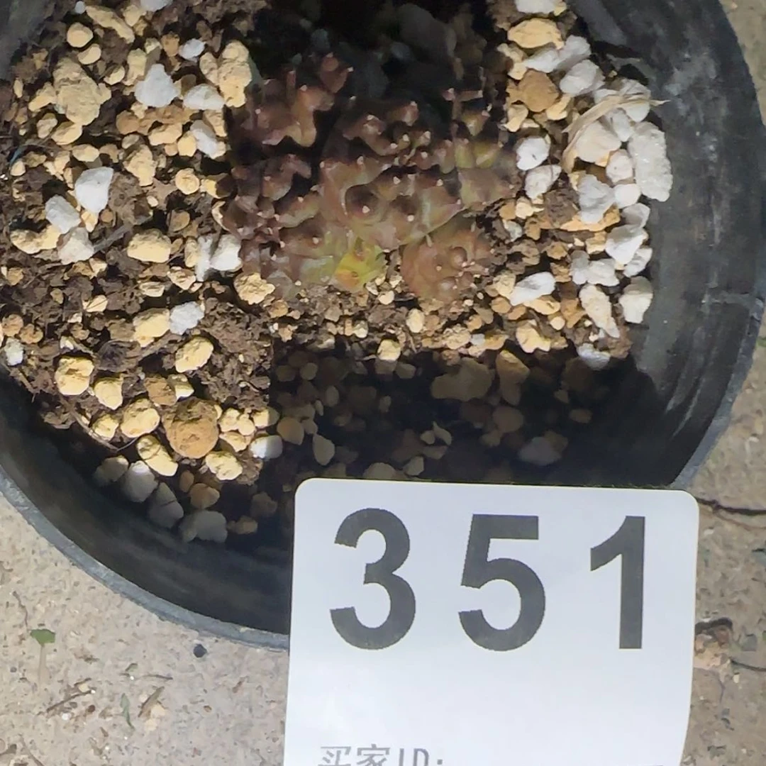 【闪购商品】K***n块根植物布纹球