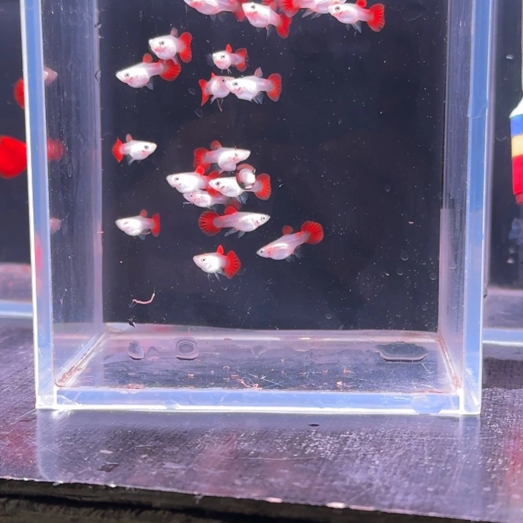 孔雀鱼黄豹苗19条